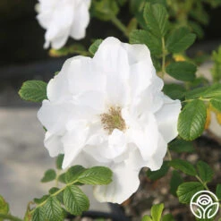 Blanc Double De Coubert -Precisiom Store Blanc Double de Coubert 22