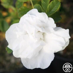 Blanc Double De Coubert -Precisiom Store Blanc Double de Coubert 23