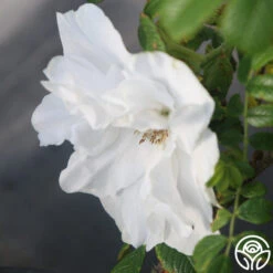 Blanc Double De Coubert -Precisiom Store Blanc Double de Coubert 25