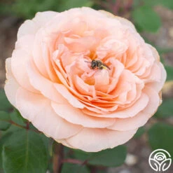 Parfuma® Bliss -Precisiom Store Bliss Parfuma 03