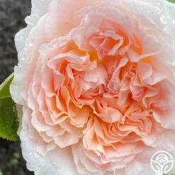 Parfuma® Bliss -Precisiom Store Bliss Parfuma 02