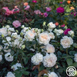 Bolero™ 14 Bolero™ -Precisiom Store Bolero 023