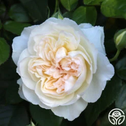 Bolero™ 19 Bolero™ -Precisiom Store Bolero 0234