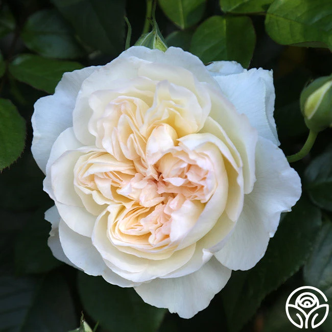 Bolero™ 9 Bolero™ - Image 9