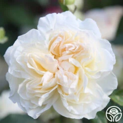 Bolero™ 17 Bolero™ -Precisiom Store Bolero 12