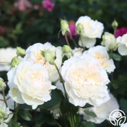 Bolero™ 16 Bolero™ -Precisiom Store Bolero 14