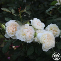 Bolero™ 18 Bolero™ -Precisiom Store Bolero 15