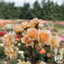 By Appointment™ -Precisiom Store By Appointment 02