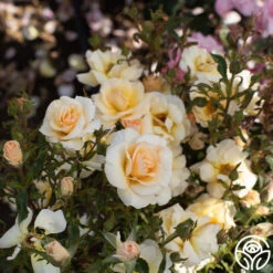 By Appointment™ -Precisiom Store By Appointment 04