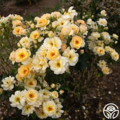 By Appointment™ -Precisiom Store By Appointment 056