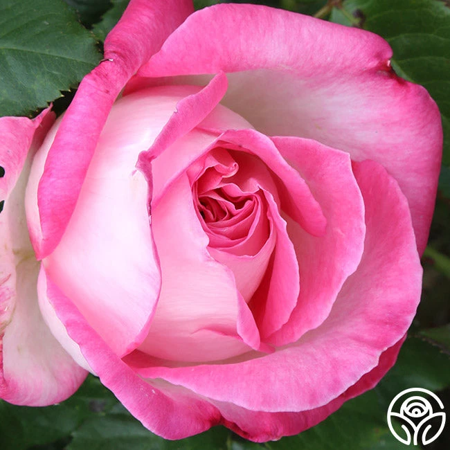 California Dreamin'™ 7 California Dreamin'™ - Image 7