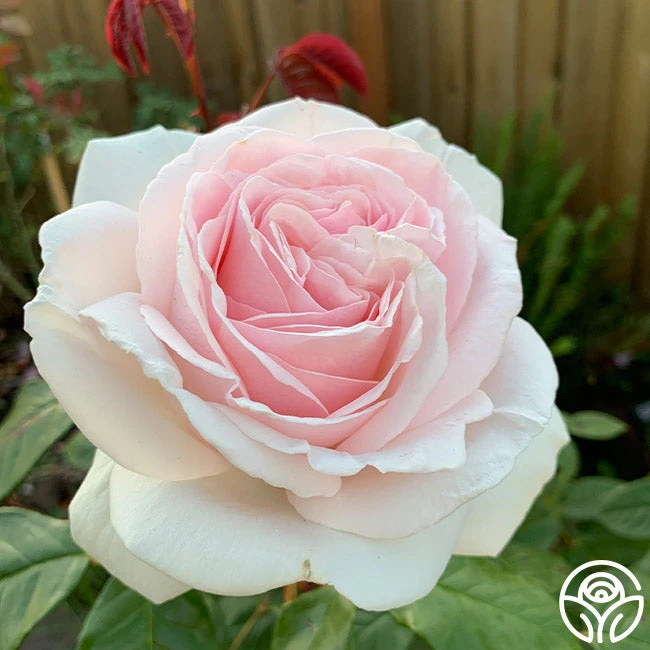 Cameo Perfume™ 2 Cameo Perfume™ - Image 2