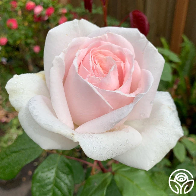 Cameo Perfume™ 1 Cameo Perfume™