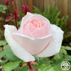 Cameo Perfume™ 5 Cameo Perfume™ -Precisiom Store Cameo Perfume 06