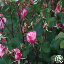 Candy Cane Cocktail™ 32 Candy Cane Cocktail™ -Precisiom Store Candy Cane Cockail 14