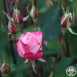 Candy Cane Cocktail™ 35 Candy Cane Cocktail™ -Precisiom Store Candy Cane Cocktail 11