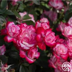 Candy Cane Cocktail™ 30 Candy Cane Cocktail™ -Precisiom Store Candy Cane Cocktail 11 26b81fab 2b62 4998 8b5e 55b7c6ad3033