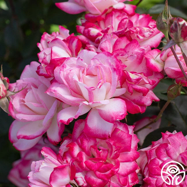 Candy Cane Cocktail™ 1 Candy Cane Cocktail™