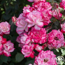 Candy Cane Cocktail™ 25 Candy Cane Cocktail™ -Precisiom Store Candy Cane Cocktail 13