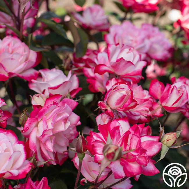 Candy Cane Cocktail™ 2 Candy Cane Cocktail™ - Image 2