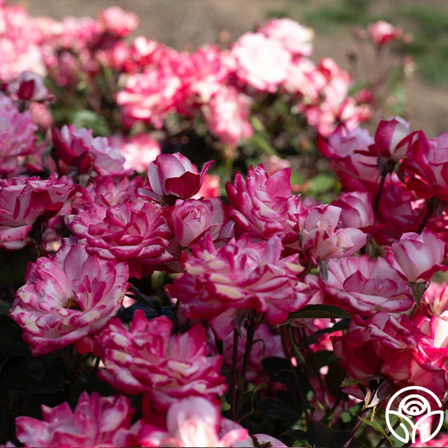 Candy Cane Cocktail™ 6 Candy Cane Cocktail™ - Image 6