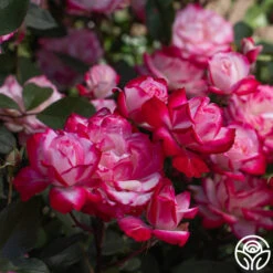 Candy Cane Cocktail™ 31 Candy Cane Cocktail™ -Precisiom Store Candy Cane Cocktail 16