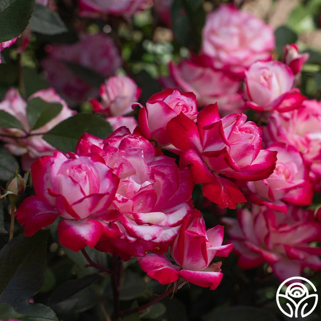 Candy Cane Cocktail™ 14 Candy Cane Cocktail™ - Image 14