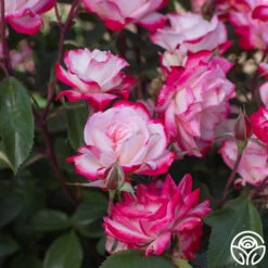 Candy Cane Cocktail™ 20 Candy Cane Cocktail™ -Precisiom Store Candy Cane Cocktail 18