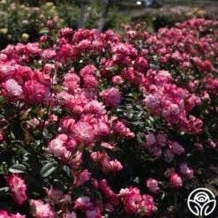 Candy Cane Cocktail™ 26 Candy Cane Cocktail™ -Precisiom Store Candy Cane Cocktail 19