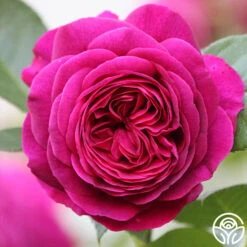 Celestial Night™ -Precisiom Store Celestial Night 15