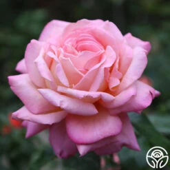 Chicago Peace® 17 Chicago Peace® -Precisiom Store Chicago Peace 17