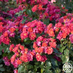 New Release -Precisiom Store Cinco De Mayo 112