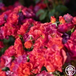 Cinco De Mayo 22 Cinco De Mayo -Precisiom Store Cinco De Mayo 15