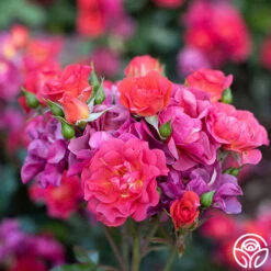 Cinco De Mayo 21 Cinco De Mayo -Precisiom Store Cinco De Mayo 3456