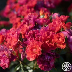 Cinco De Mayo 20 Cinco De Mayo -Precisiom Store Cinco De mayo 63