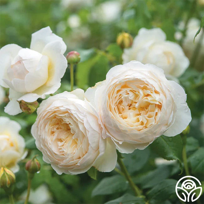 Claire Austin 3 Claire Austin - Image 3