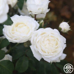 Cloud 10™ 15 Cloud 10™ -Precisiom Store Cloud 10 011