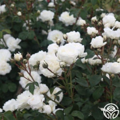 Cloud 10™ 18 Cloud 10™ -Precisiom Store Cloud 10 03