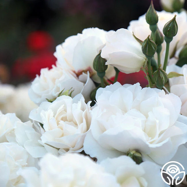 Cloud 10™ 2 Cloud 10™ - Image 2