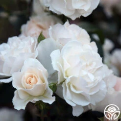 Cloud 10™ 17 Cloud 10™ -Precisiom Store Cloud 10 06