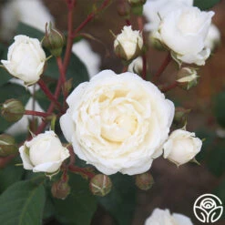 Cloud 10™ 16 Cloud 10™ -Precisiom Store Cloud 10 07