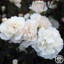 Cloud 10™ 20 Cloud 10™ -Precisiom Store Cloud 10 08