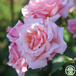 New Release 5 Compassion®