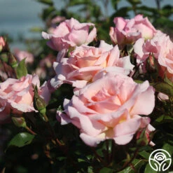 New Release -Precisiom Store Compassion 13