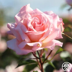 Compassion® -Precisiom Store Compassion 18