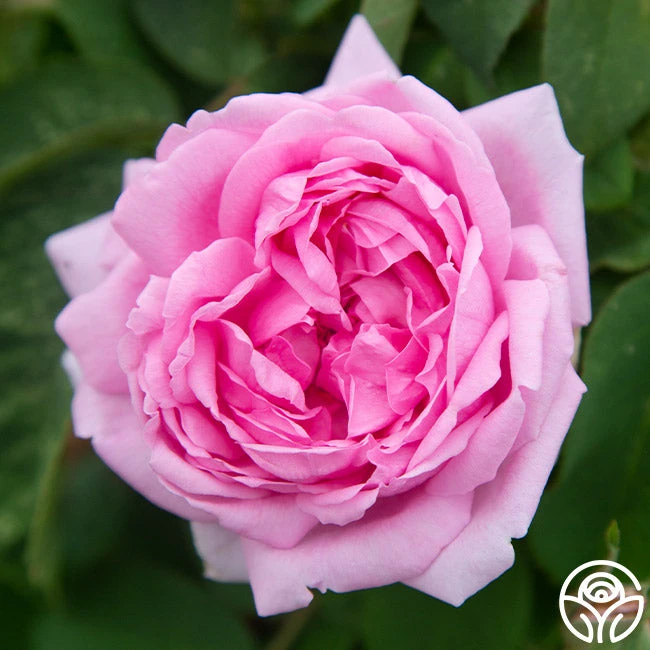 Comte De Chambord 2 Comte De Chambord - Image 2