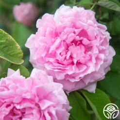 Comte De Chambord 9 Comte De Chambord -Precisiom Store Comte de Chambord 12