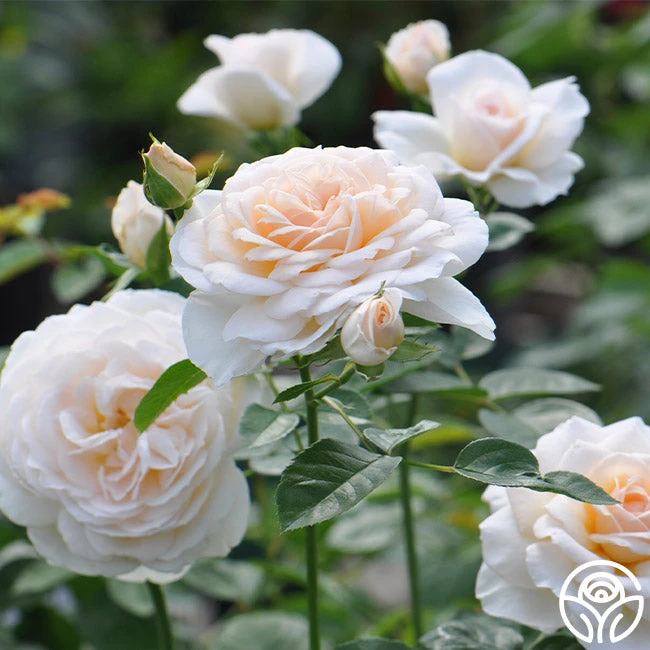 Cream Abundance™ 2 Cream Abundance™ - Image 2