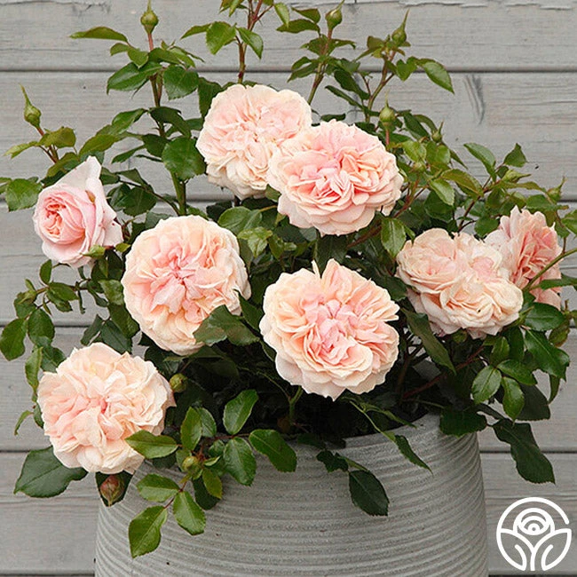 Veranda® Cream 2 Veranda® Cream - Image 2