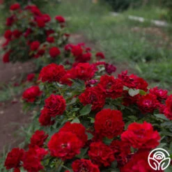 Dancing In The Dark™ -Precisiom Store Dancing In The Dark 81